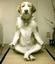 Meditation dog